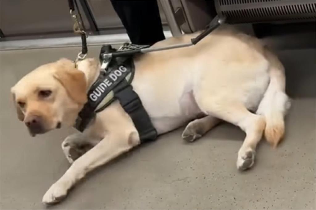 導盲犬躺車廂休息聽廣播喊「6關鍵字」秒起身工作!網見背影全哭了
