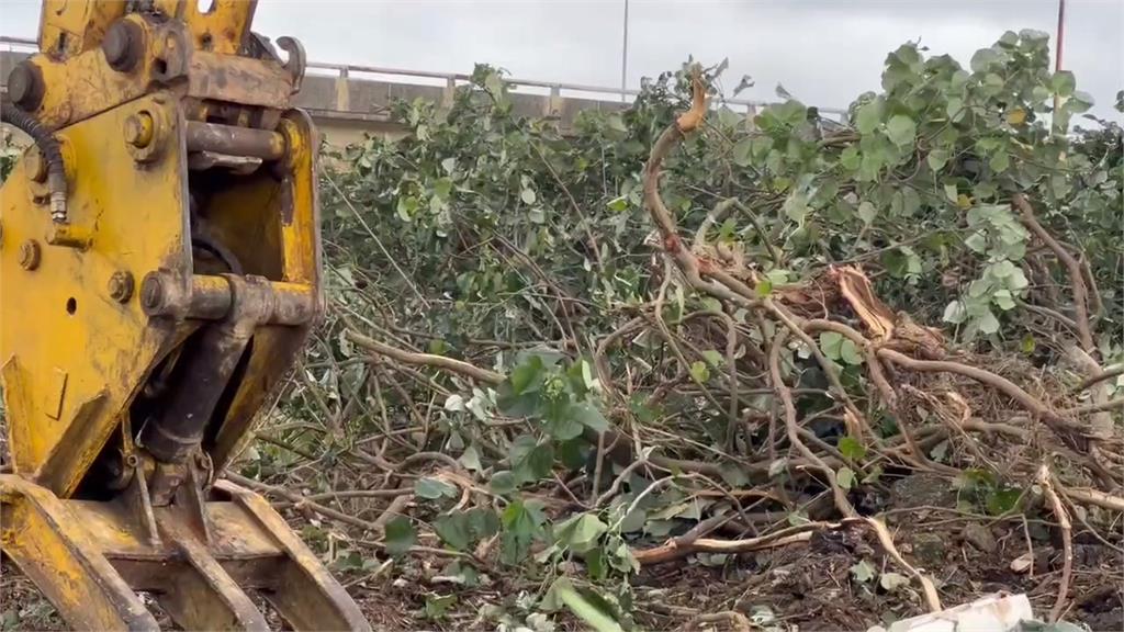 國道一號甲線工程砍倒鷺鷥林　繁殖季慘害雛鳥落地亡