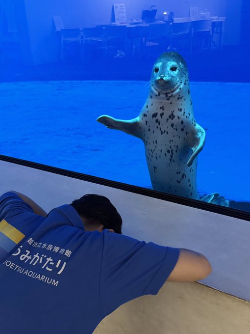 飼育員認錯名字以「土下座」道歉!霸氣海豹舉鰭原諒萌翻3100萬人