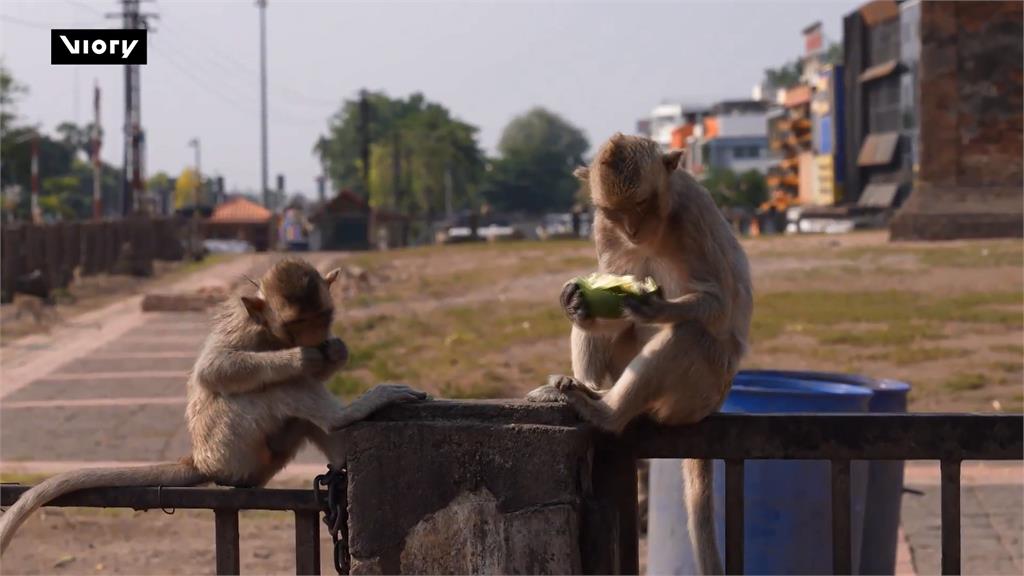泰國華富里省潑猴太猖狂　警方「祭大招」嚇阻