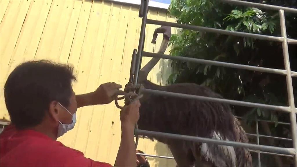 烏日街頭驚見「2鴕鳥」逛大街 主人現身領回:被狗嚇跑