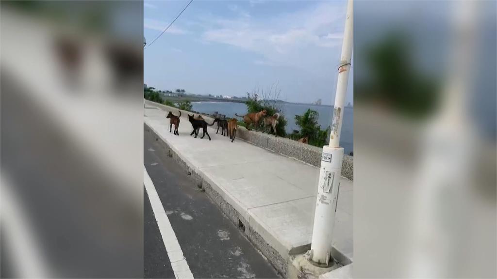 高雄老翁海泳遭流浪狗攻擊慘死 居民曝長期有人餵養屢勸不聽
