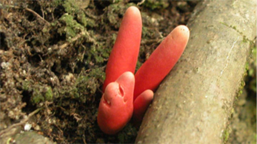 新北烏來驚見「世界最毒」火焰茸？專家研判：應是紅擬鎖瑚菌