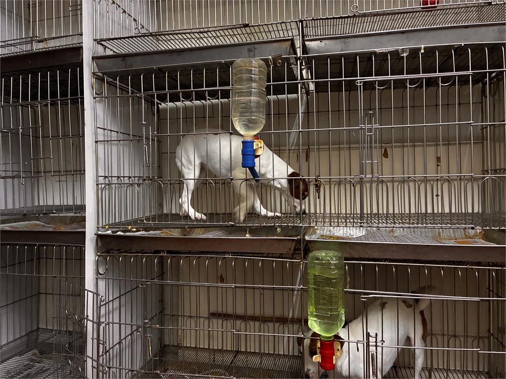 快新聞/太惡劣!新北寵物店使用「迷你狗籠」慘挨罰 小狗竟連轉身都困難