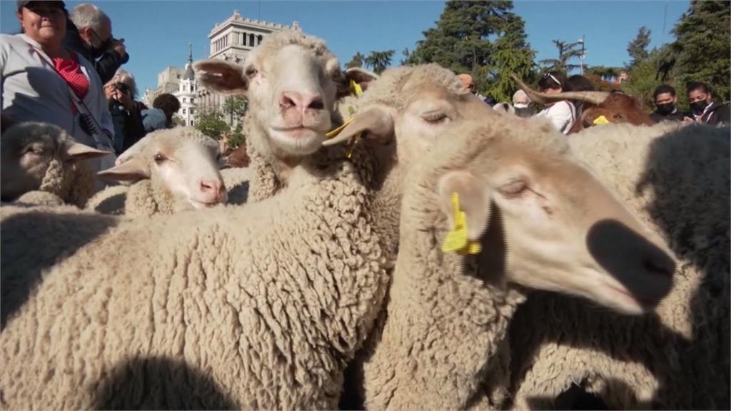 叮叮噹！上千羊兒帶鈴鐺逛街　西班牙馬路「大塞羊」