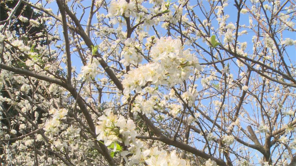 大地回春賞花趣　彰化花壇「虎山巖」李花盛開