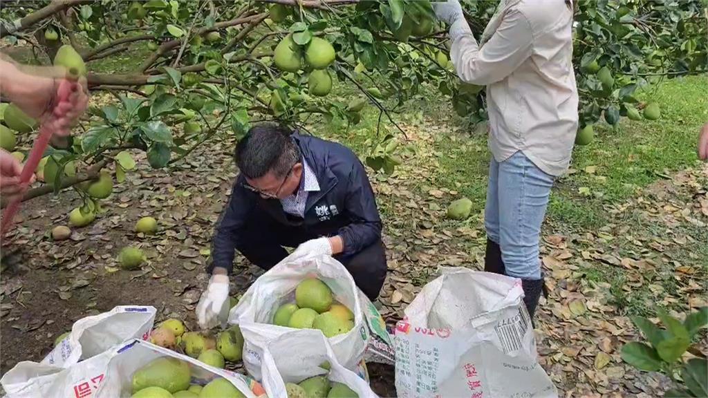 丹娜絲重創台南麻豆文旦　陳其邁指示高雄農業局協助救災