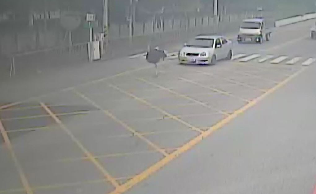 人鳥同路！街頭驚見鴕鳥狂奔　衝進鐵工廠　轎車沿路緊跟
