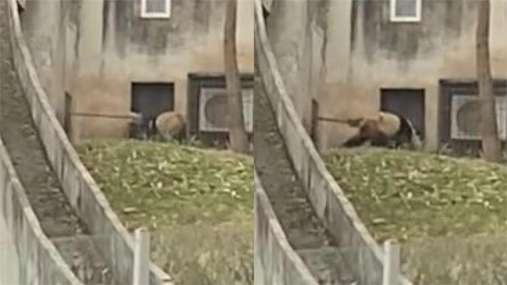 飼育員「揮鐵鏟驅打貓熊多次」！影片曝光引網怒　園區這樣處理