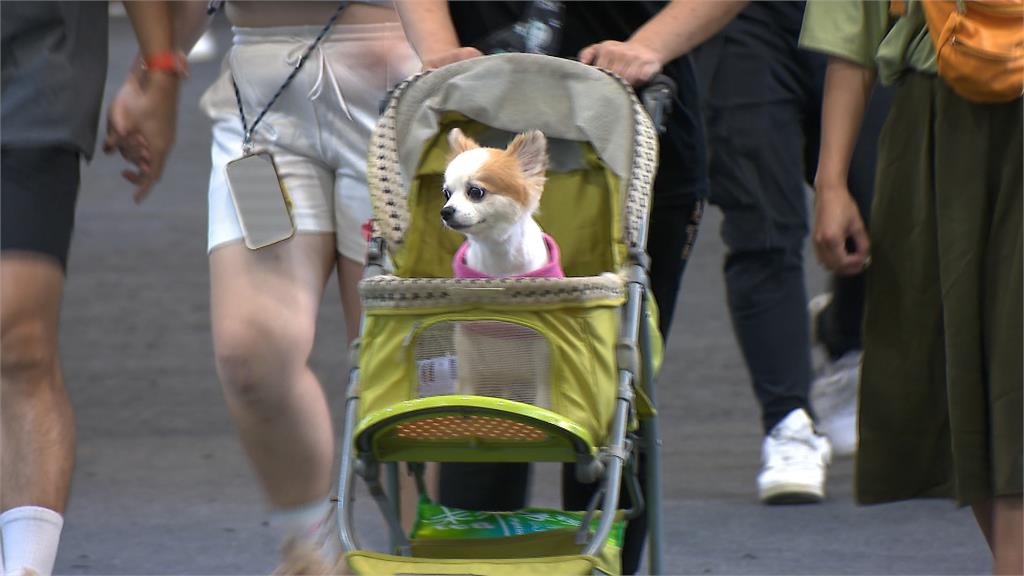 一堆主人都OUT！嗨帶狗狗出門「1動作踩線」慘被罰2000元…網搖頭：超危