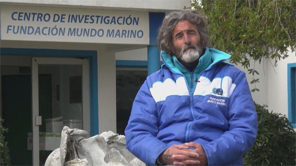 小可愛回家！阿根廷15隻企鵝野放大海　被救援「超慘原因」曝光