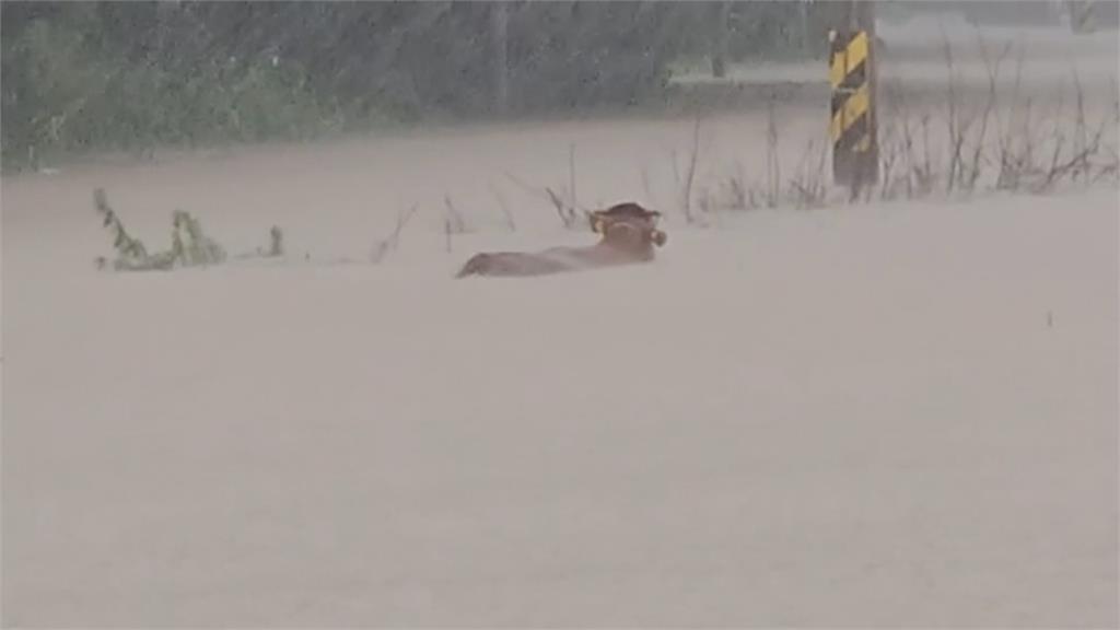 南韓暴雨至少40人罹難 水淹及胸!牛隻泥水裡游走「多地氾濫成災」