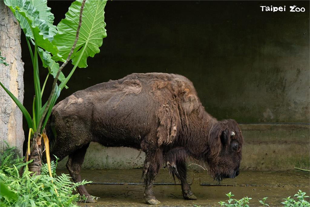 快新聞／週日祖父母節！　台北動物園邀祖孫「共遊漫步」集章認識老齡動物