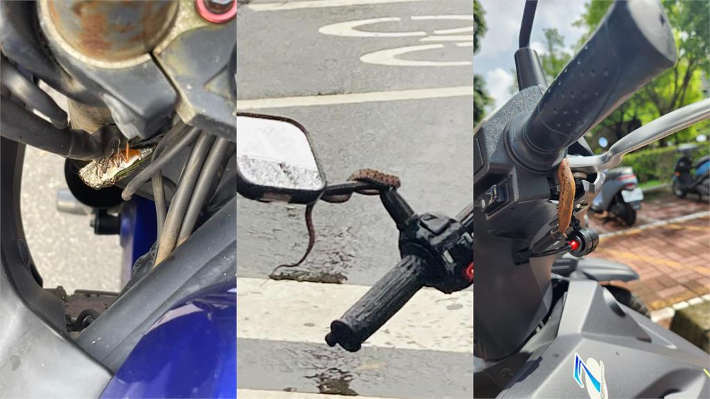 騎車飆20分才驚見「1生物」搭便車 網笑:可能想體驗超速的感覺吧