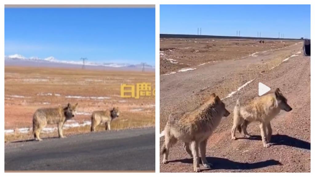 阿姨公路驚見「精壯大狗」下車想開撸！一轉身「真面目曝光」驚慌狂奔