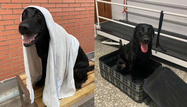 搜救犬亞洲僅9隻獲聯合國認證!台灣「霸氣佔6隻」她狂讚:我國之光