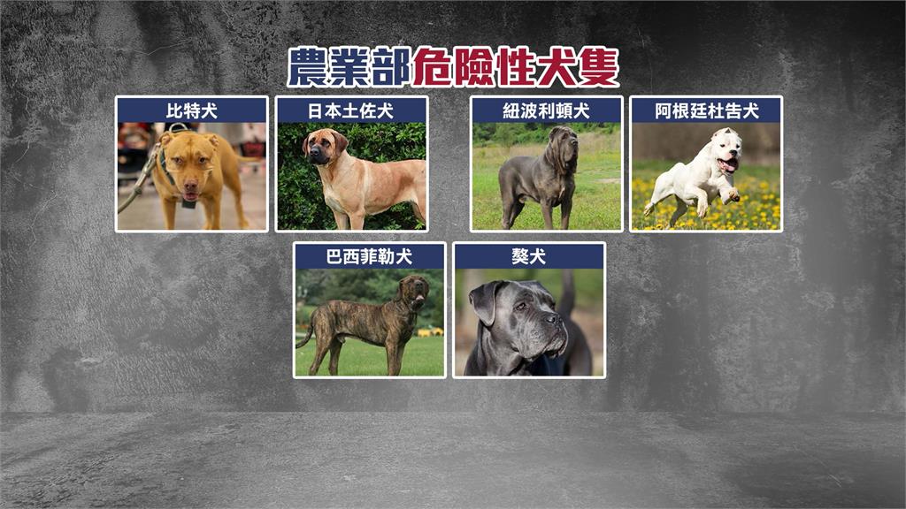 嚴防比特犬傷人事件! 農業部公布「6大危險犬」