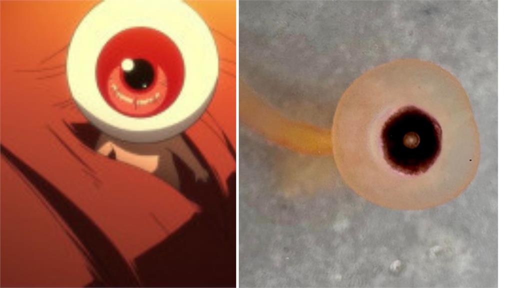 真有鬼太郎「眼珠老爹」這種生物?大量出沒美國海岸專家籲:千萬別碰!