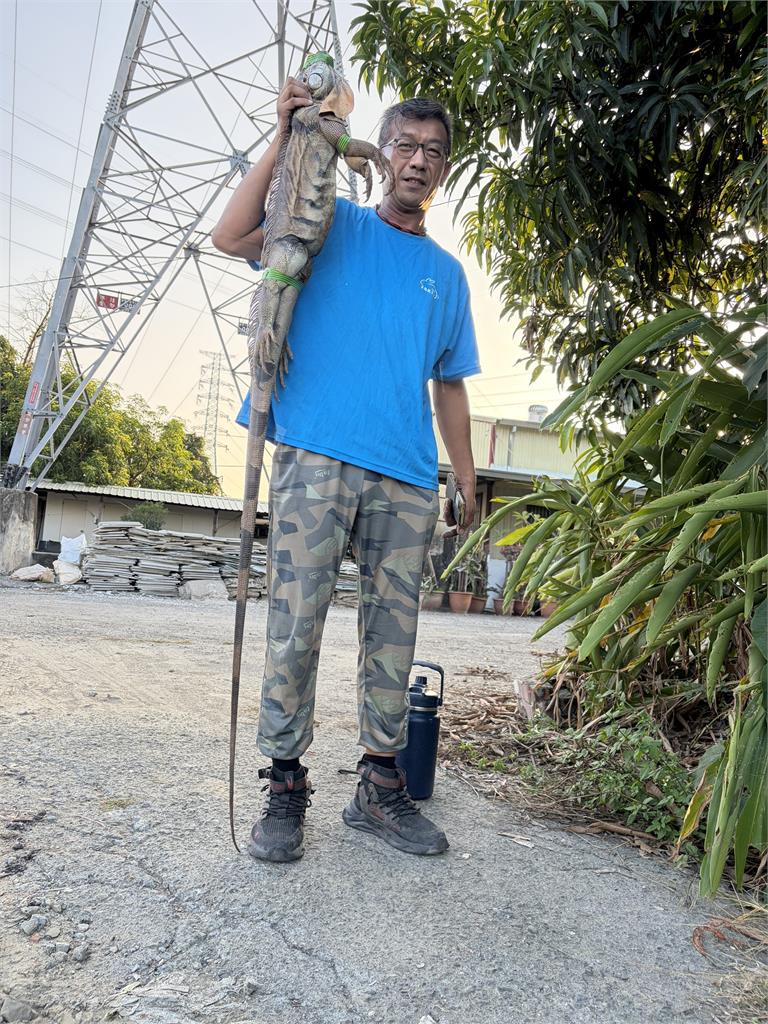 台南捕獲2公尺「怪獸哥吉拉」原型！他親曝：幾乎沒天敵、日均抓逾70隻