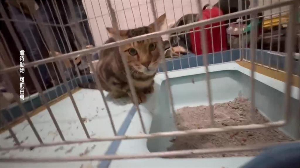 新竹傳虐貓事件！困貓入籠持棍猛戳　飼主行為已涉虐待動物
