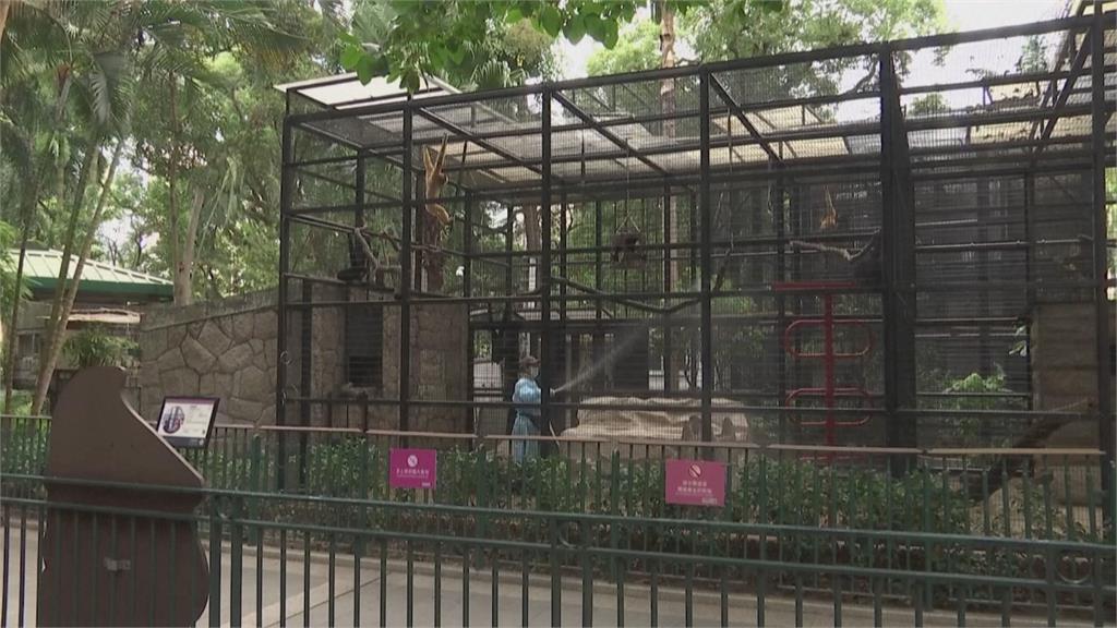 香港動物園11隻猴子暴斃 解剖證實是「它」惹禍
