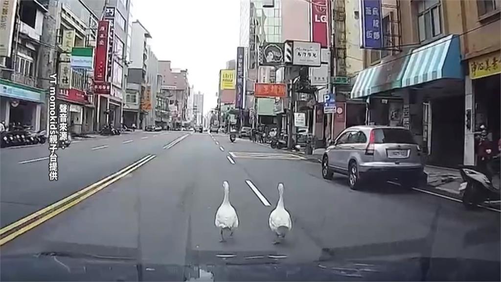 新竹民眾遛「鵝」子疑受驚嚇 大街亂竄警開巡邏車戒備