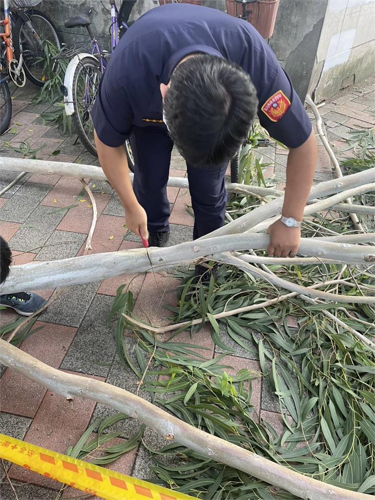 快新聞／北市又有路樹掉落！　女子走捷運站外人行道遭砸送醫