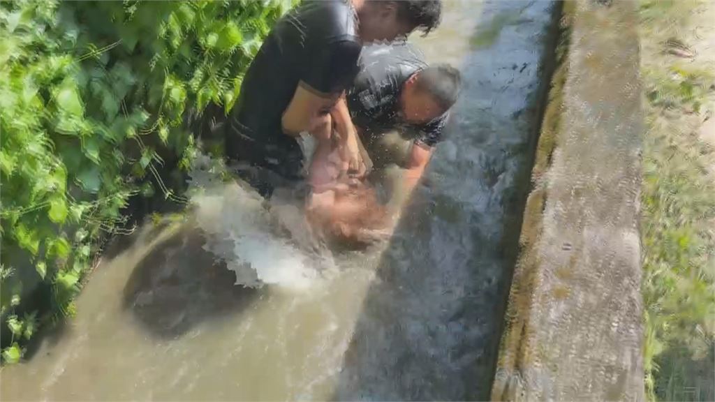南投竹山卡皮巴拉脫逃潛水　2熱心民眾跳溝圍捕