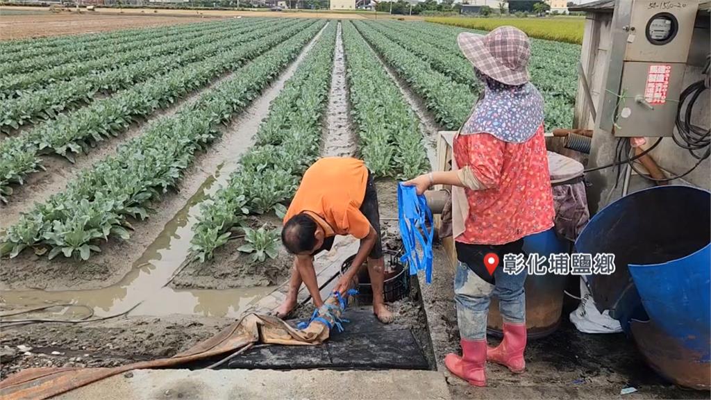 丹娜絲進逼！農民忙採收　稻穀太濕米商拒收