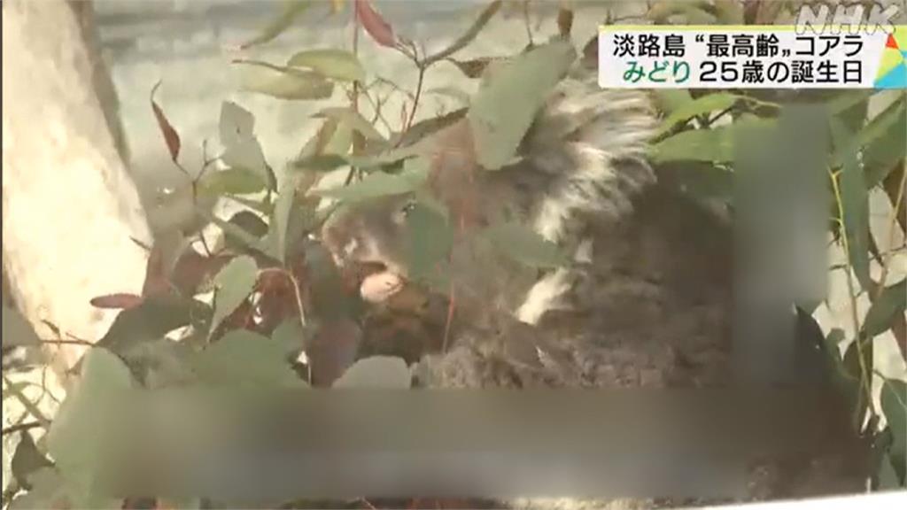 換算人類年齡120歲 「人瑞級」無尾熊歡慶生日