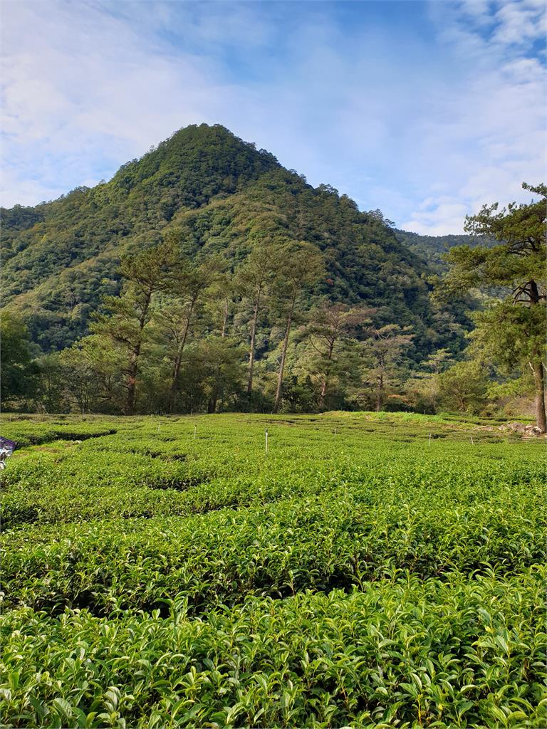 生態茶園奪茶賽雙大獎　協同生態農場有機茶變「清香又甘甜」！