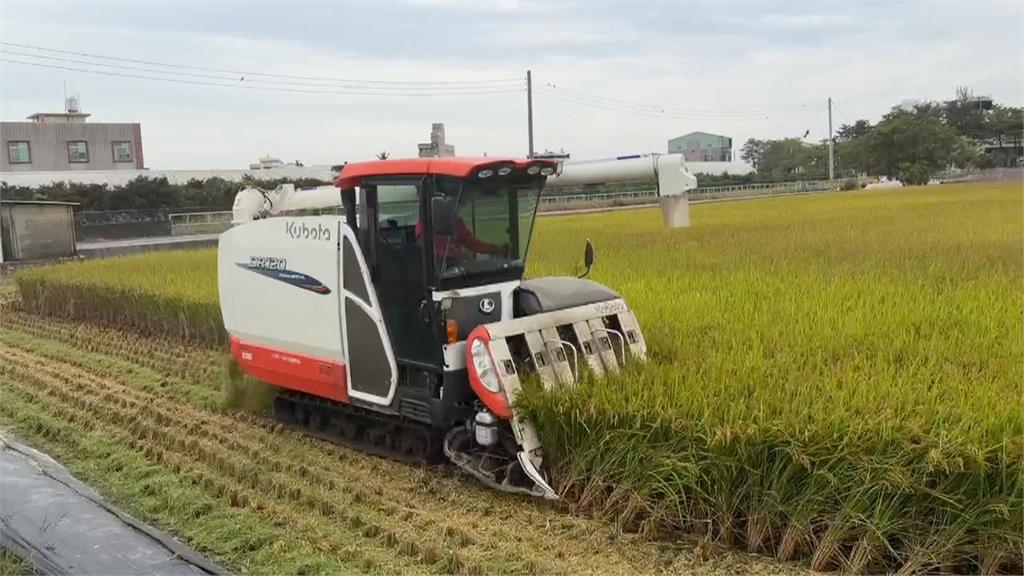 鳳凰恐登陸中南部! 嘉義.屏東果農忙救柿子.蓮霧