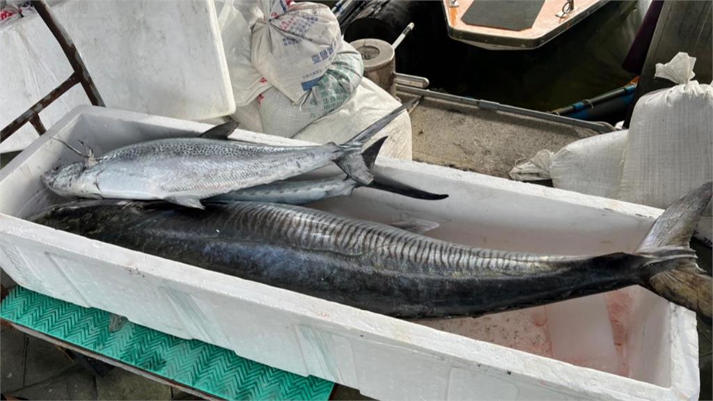 安平漁港「怪物」上岸 釣友捕獲36公斤超級土魠魚