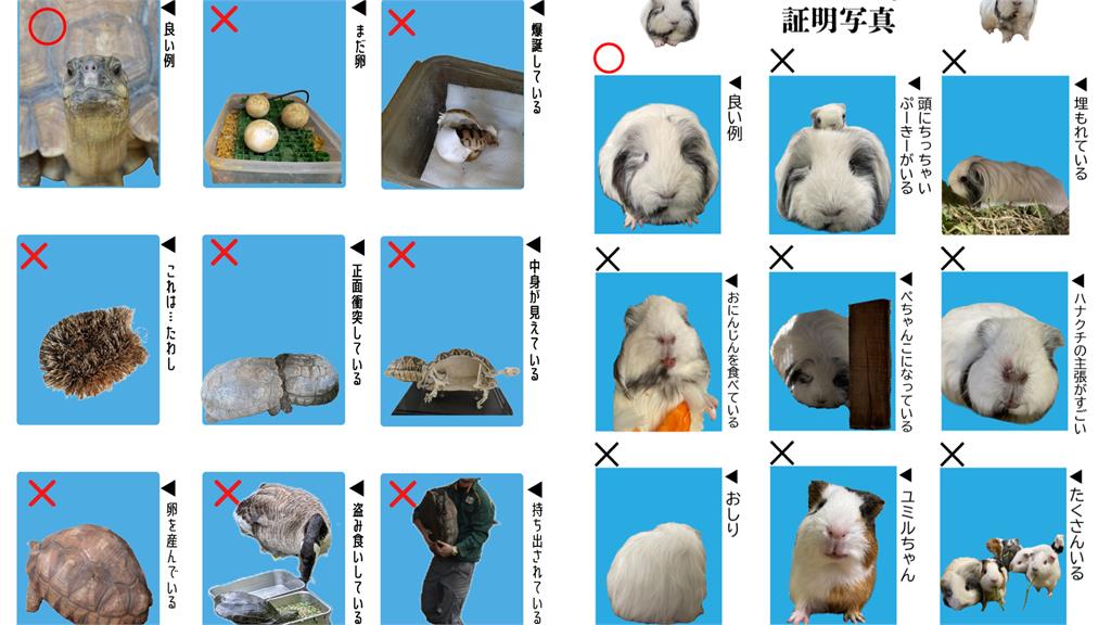 日本動物也能拍證件照？長頸鹿被卡頭、食蟻獸睡不醒…烏龜竟是「一堆蛋」