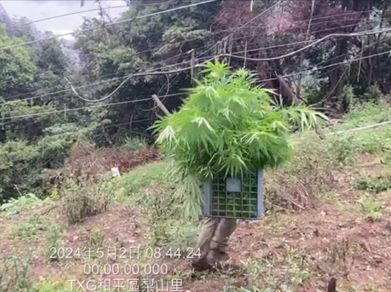 失聯移工梨山種菜兼種大麻 警扮農夫查扣50株