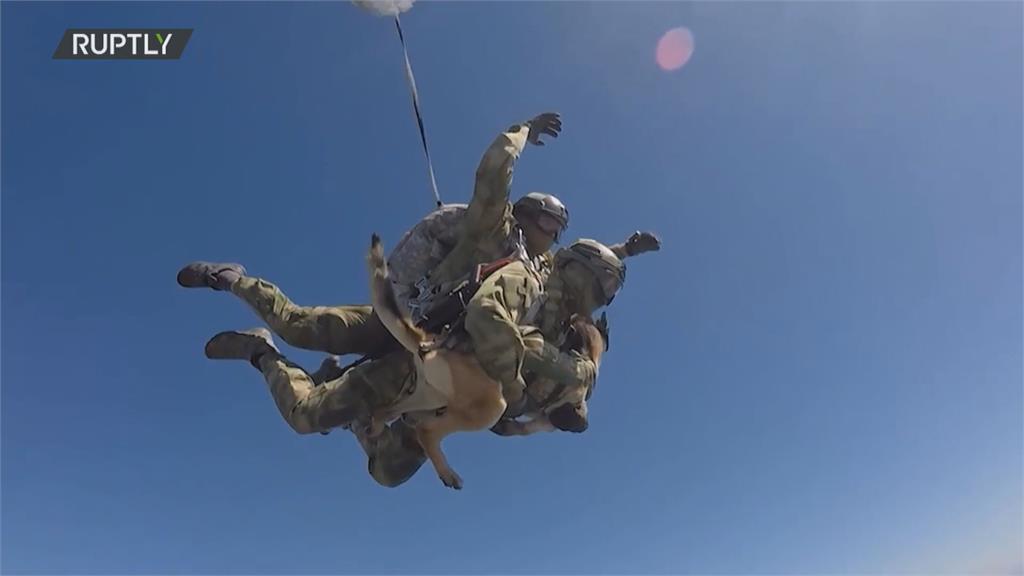 俄羅斯「新式軍犬傘降系統」　軍犬與領犬員一同降落降低恐懼