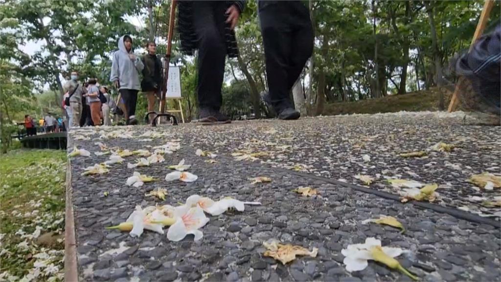 雲林古坑「下四月雪」! 民眾把握假日好天氣賞花