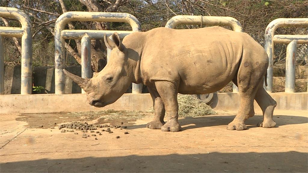 白犀牛艾瑪聯姻三週年　六福村與東武動物公園締結姊妹園