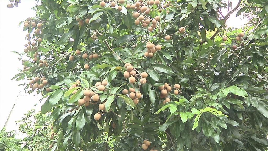 決策者(影)／台灣關稅「暫20%」！「農業紅線」再成新焦點？南部青農曝心聲