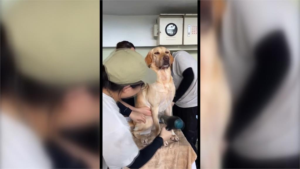 汪汪隊洗香香！台中搜救犬Ring「這表情」網友全融化