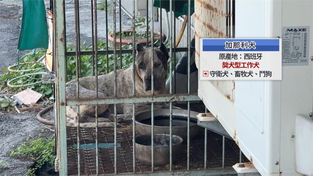 彰化驚傳猛犬傷人　加那利犬衝出狗籠撲倒男子