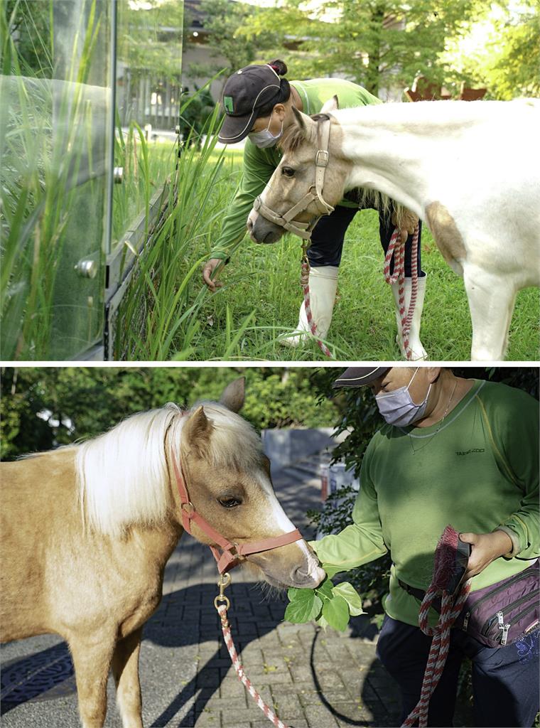 「減敏訓練」讓動物不怕人 北市動物園迷你馬散步嗨翻遊客