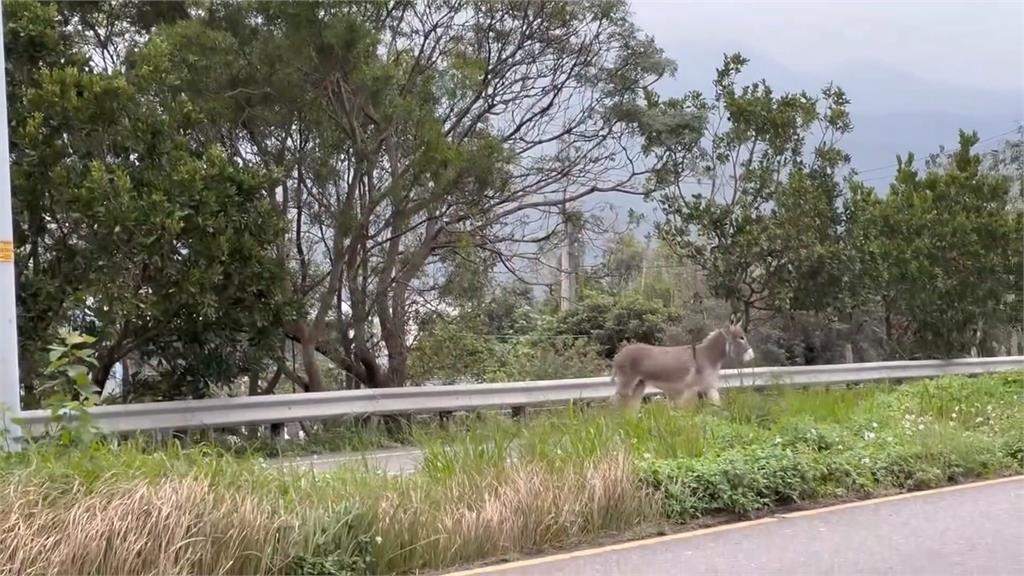 頭城驢子逛大街、冬山梅花鹿漫步 用路人全看傻眼!飼主恐挨罰