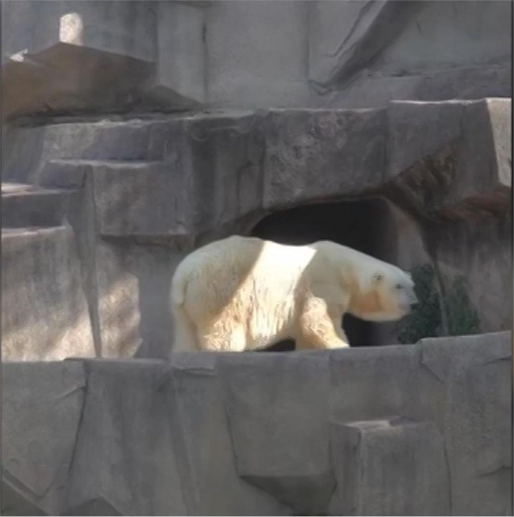 北美人工飼育最高齡！健康惡化園方安樂死　「北極熊瑞」享壽36歲