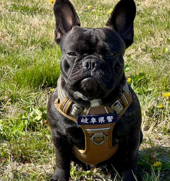 1歲的Oreo高難度考試一次過!成首隻法鬥警犬「超嚴肅表情」笑翻全網