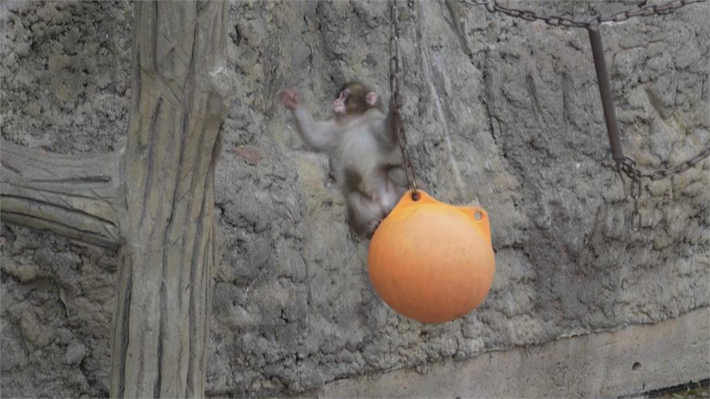 日本小獼猴Panchi交女友？　爆紅同時成詐騙集團目標