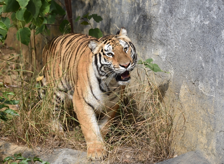 快新聞／英姿再現！竹市動物園向六福村借展老虎　命名活動暑假後展開