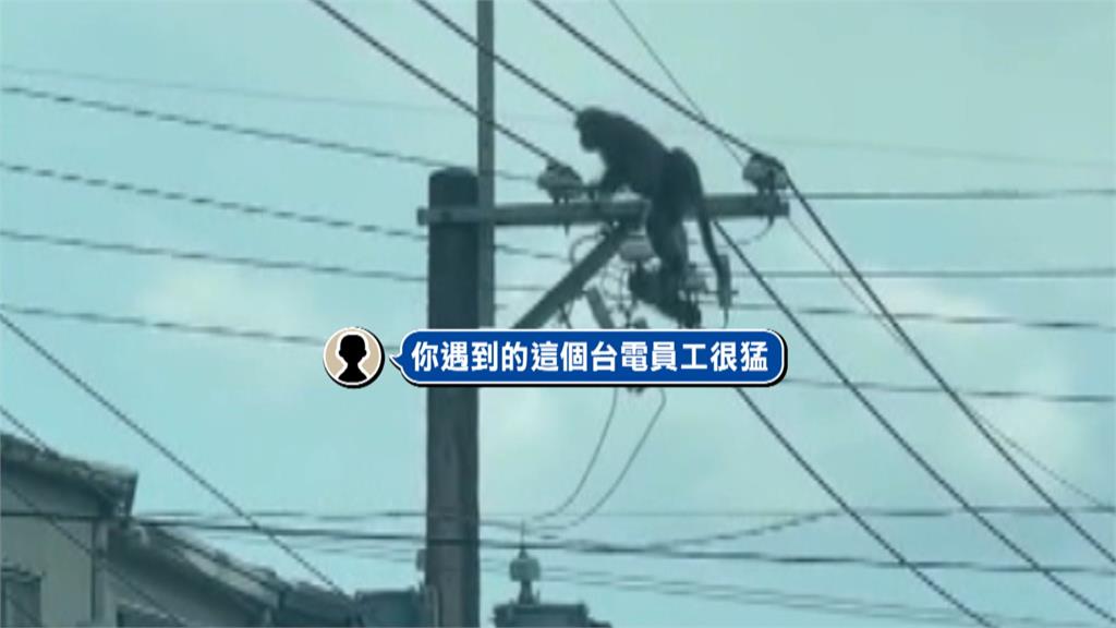 特技?　野生獼猴"電線當天橋走"　民眾驚呼:怕牠電到 