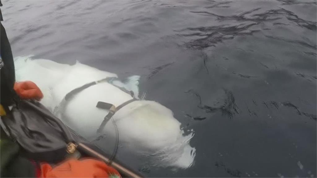 「間諜白鯨」驚傳挪威外海暴斃　死因待獸醫驗屍釐清