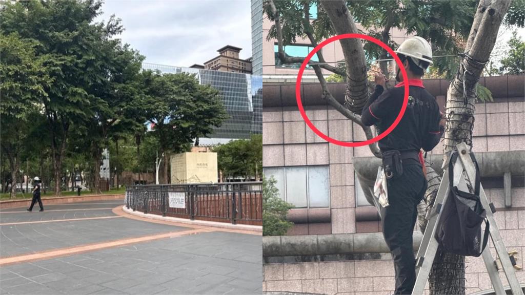 板橋人噩夢重啟…驚見路邊「1物降臨」崩潰嘆：該來的終究躲不了！